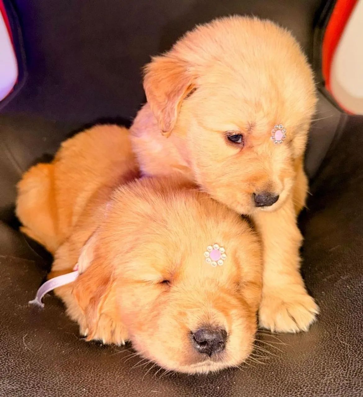 Golden Retriever, microchipados e pais com pedigree  - Foto 3