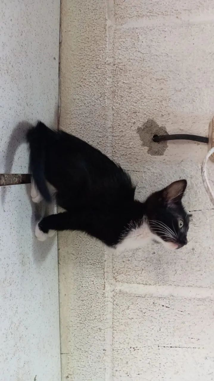 Adoção  - Foto 3