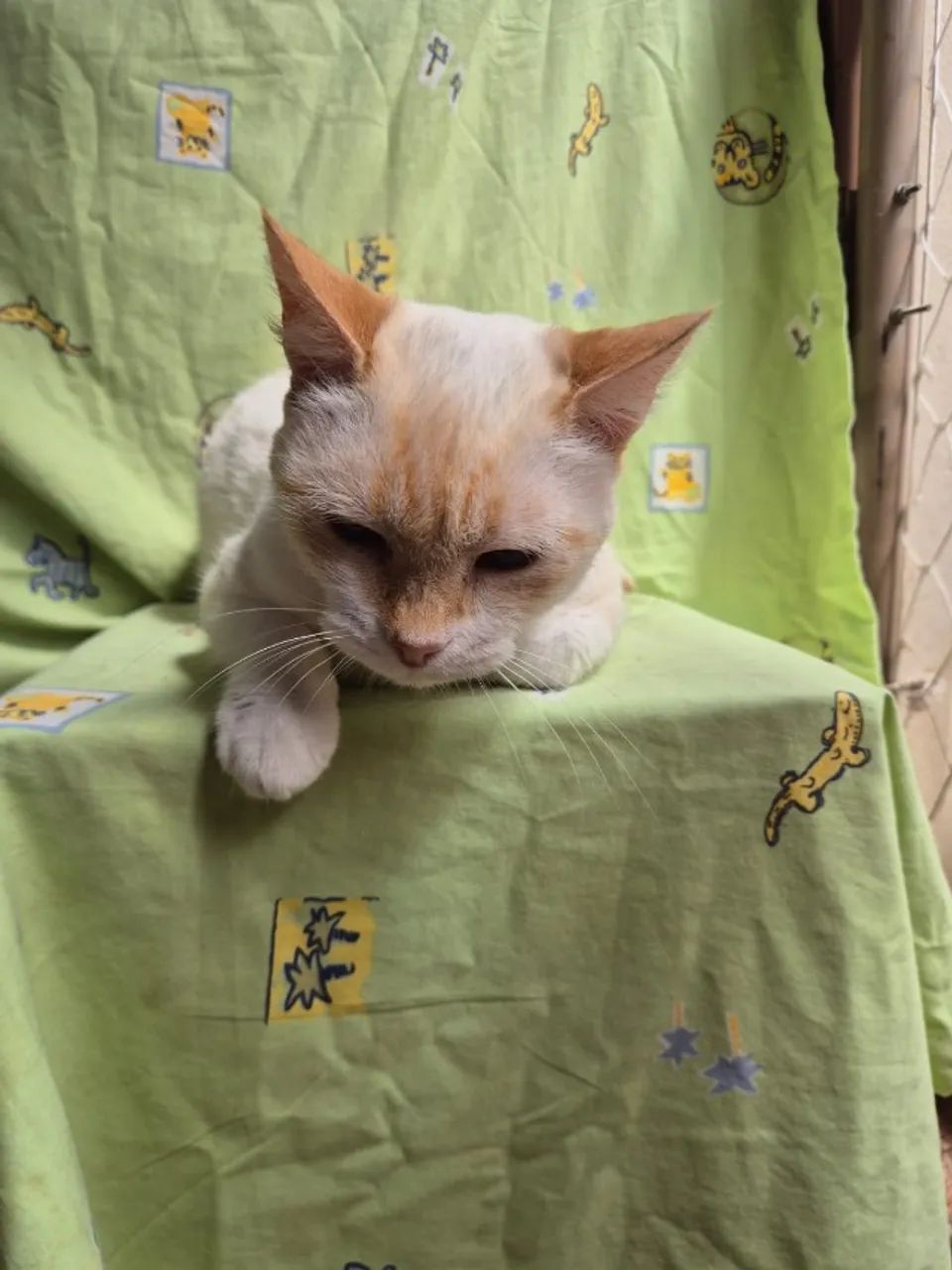 Adoção de gatinho - Foto 3