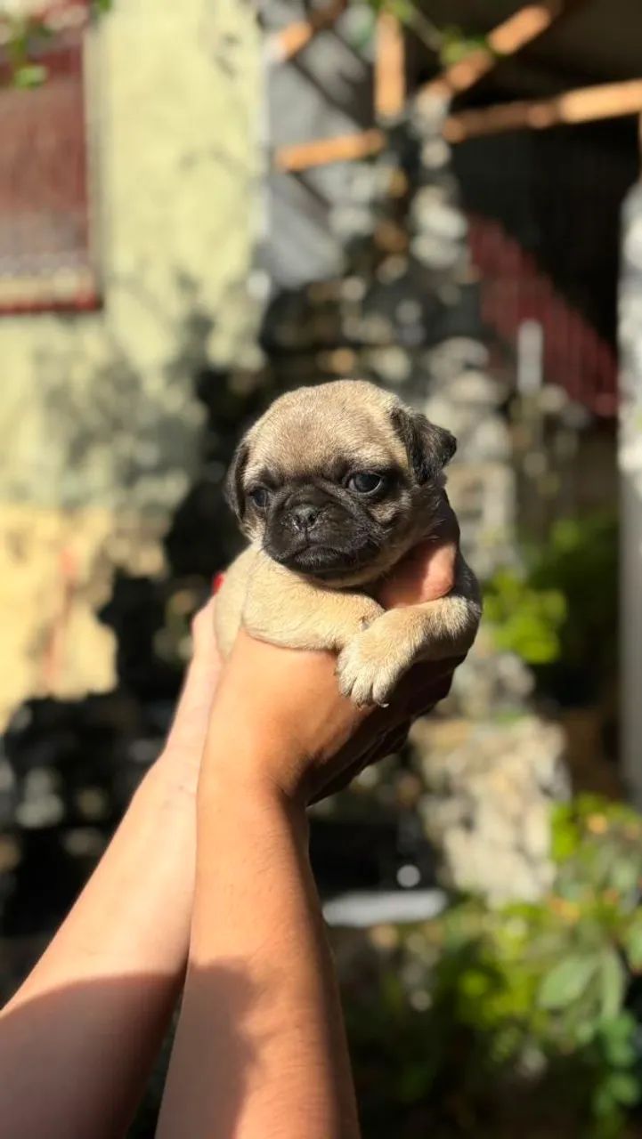 Filhotes de Pug (macho) - Foto 2