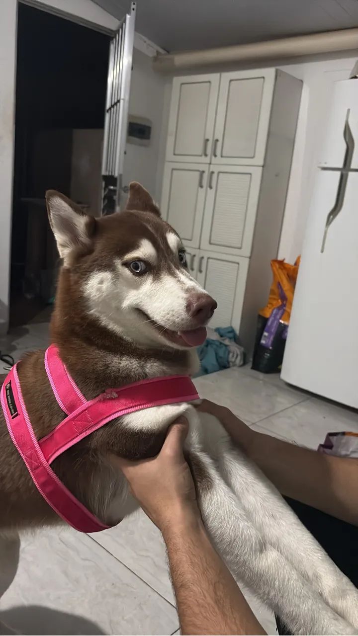 Em busca de um namoradinho  - Foto 3