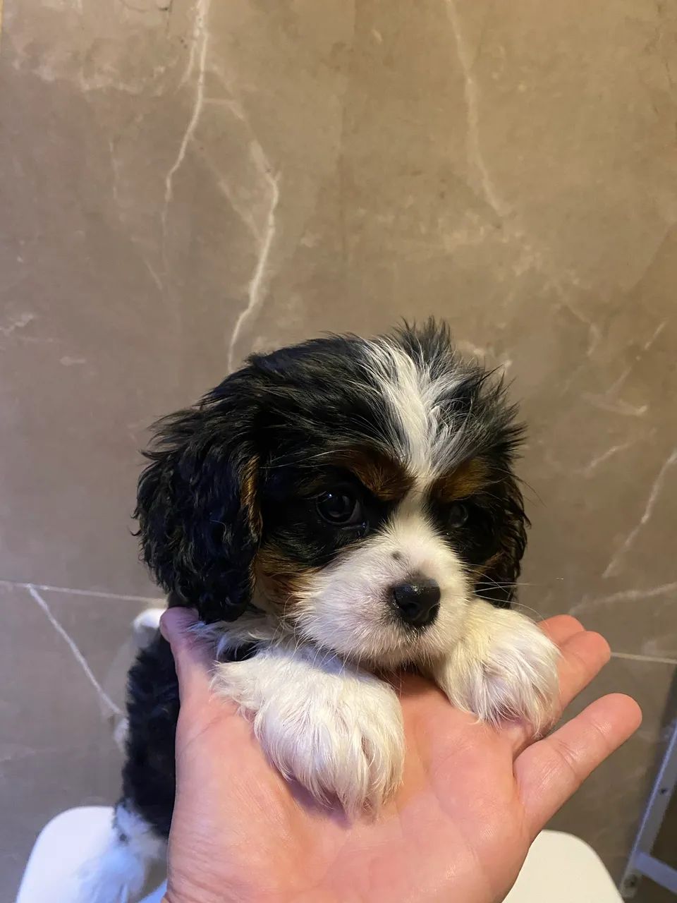 Cavalier tricolor  - Foto 2