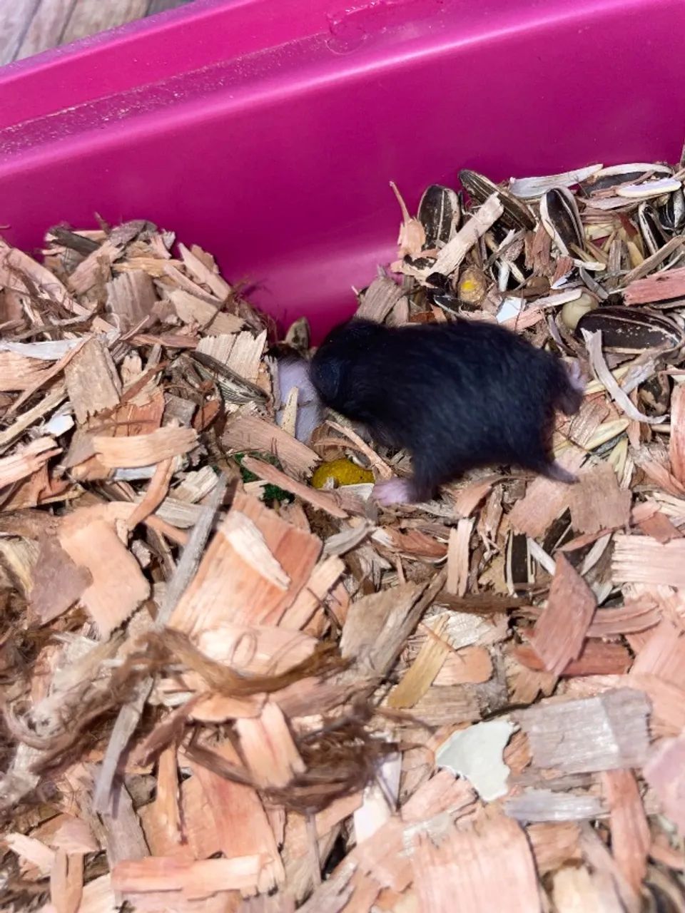 5 Hamster sírio  - Foto 2