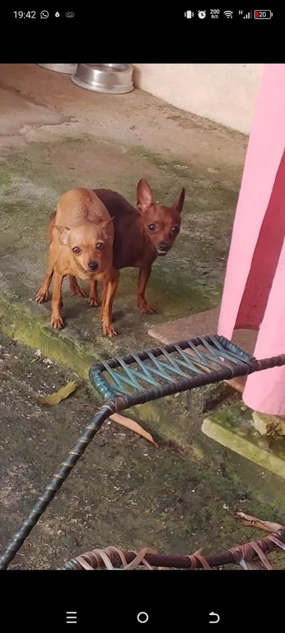Pinscher  - Foto 2