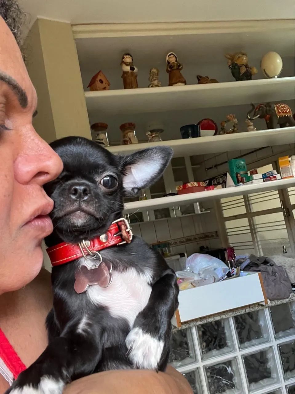 Chihuahua macho  - Foto 3