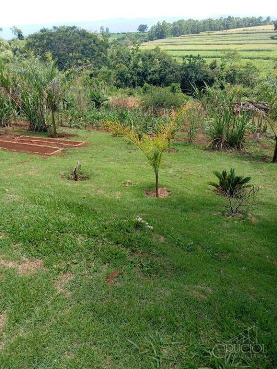 Chácara com 4.000m2 - Tamarana - Pomar e baldrame pronto para construir casa - Foto 2