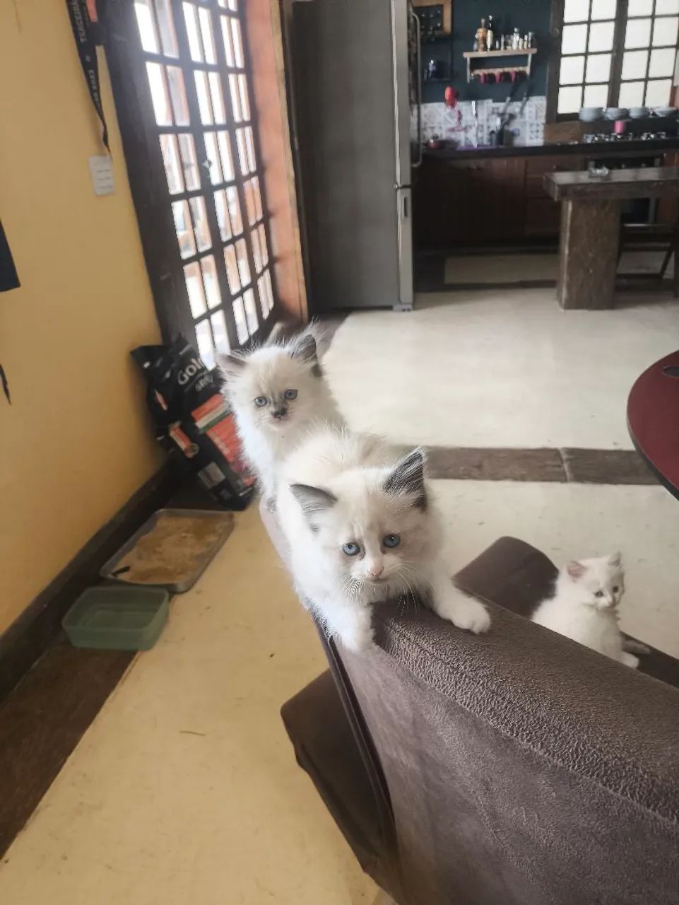 Gatinhas persas - Foto 2