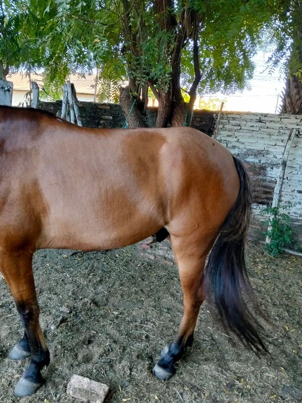 Vendo cavalo com 8 anos de idade.     - Foto 4