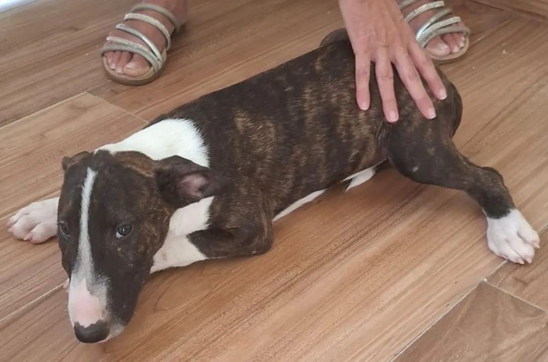 Bull Terrier filhotes disponíveis  - Foto 3