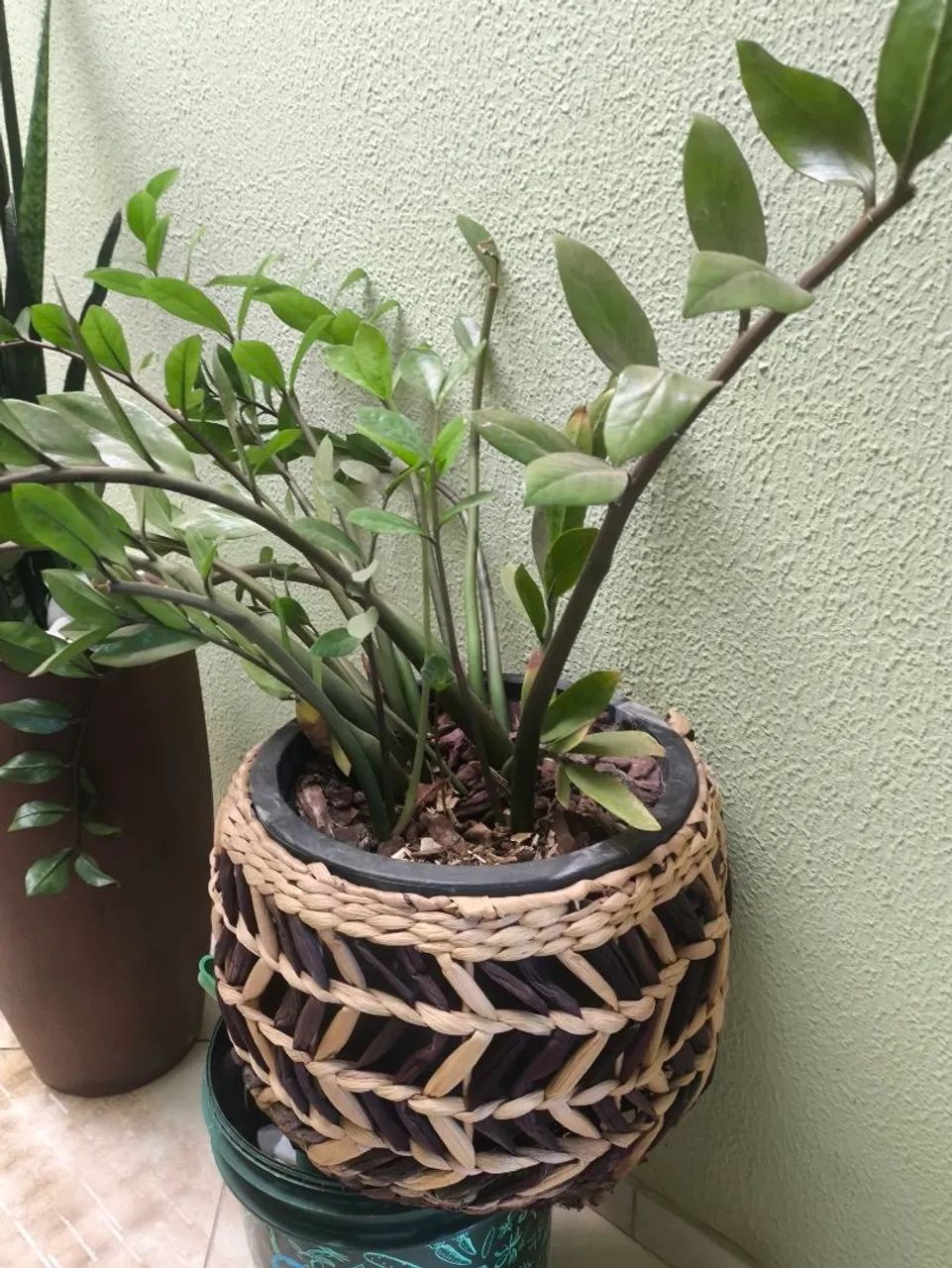 Planta japonesa  - Foto 2