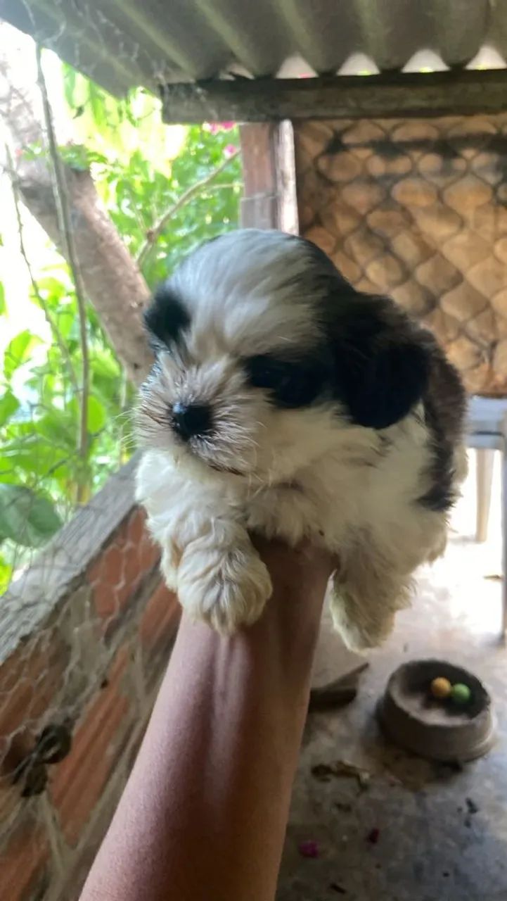 Cachorro  - Foto 5