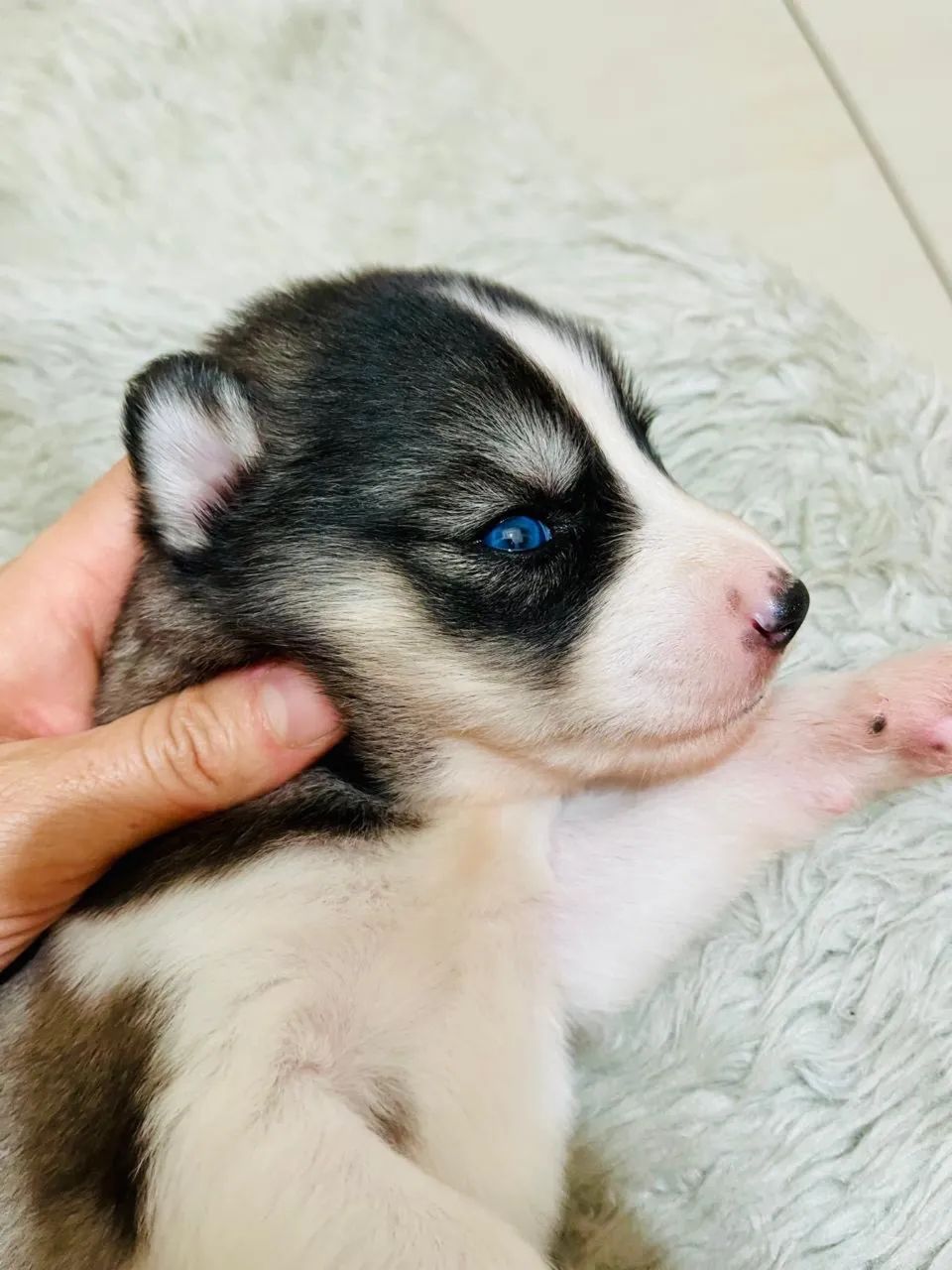 Filhotes Husky Siberiano Originais Pedigree Vacinados Vermifugados - Foto 4