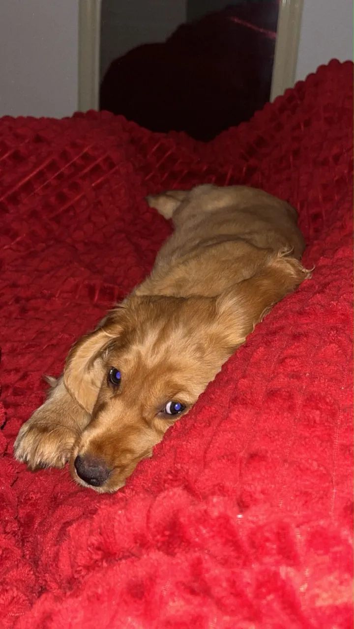 Cocker Inglês  - Foto 4