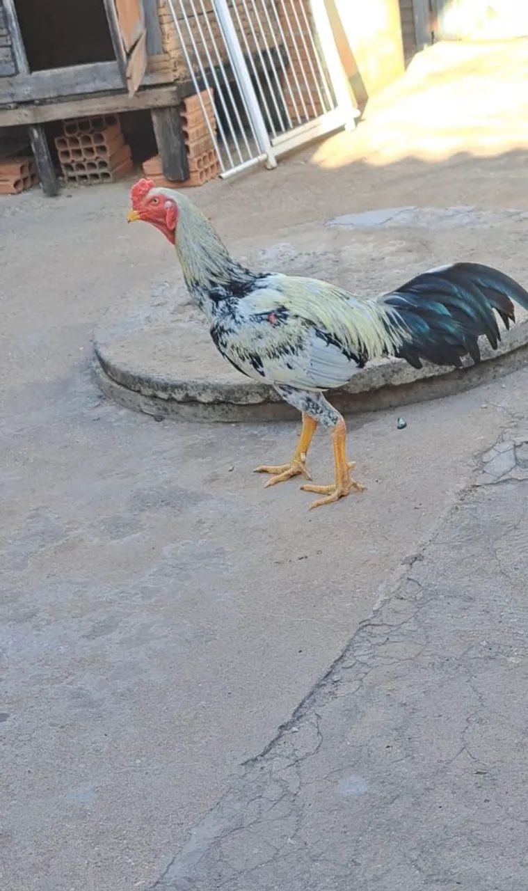 GALO INDIO  - Foto 5