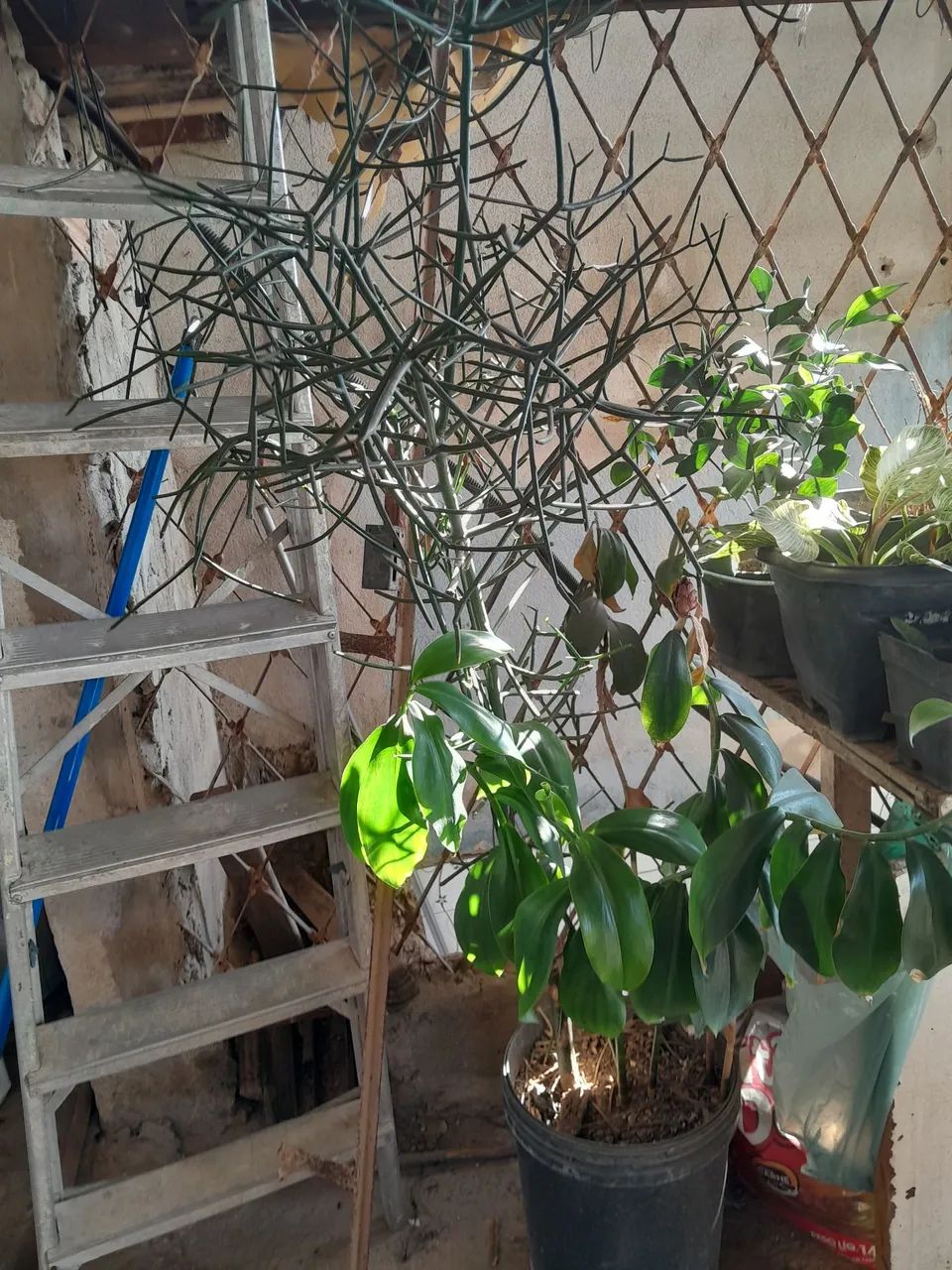 Plantas já pegadas - Foto 2