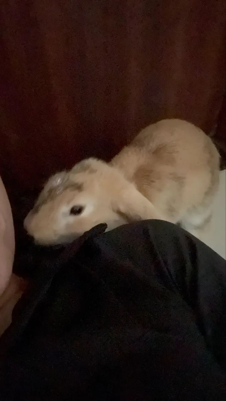 Coelha mini lop  - Foto 4