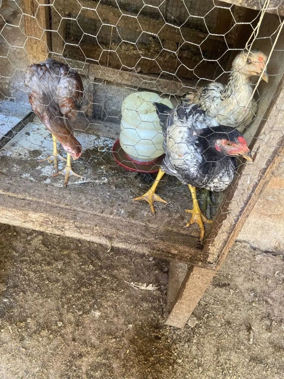 Frango caipira  - Foto 4