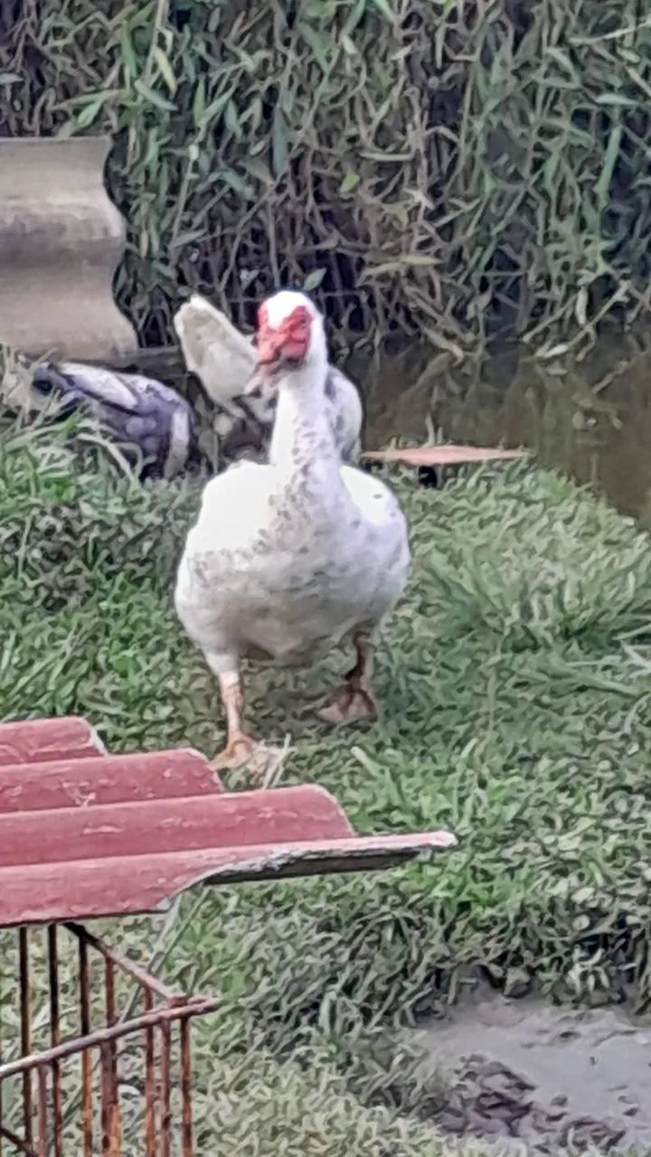 Vendo Pato Mula - Foto 3