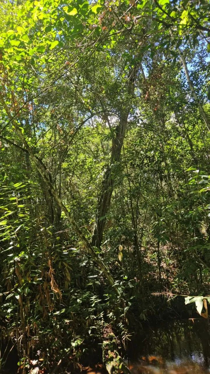 Fazenda Rio Doce  - Foto 5