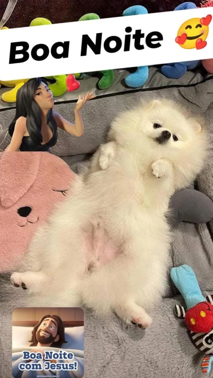 Spitz Anão  - Foto 4
