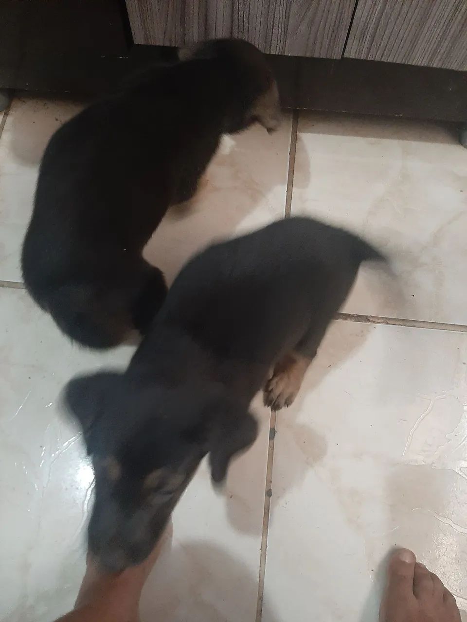 Cachorrinha  - Foto 5