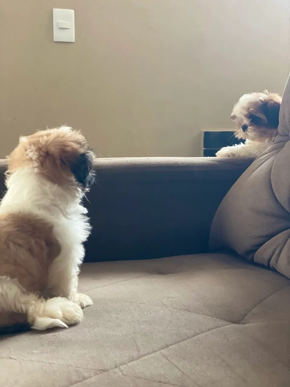 Cachorros - Foto 2