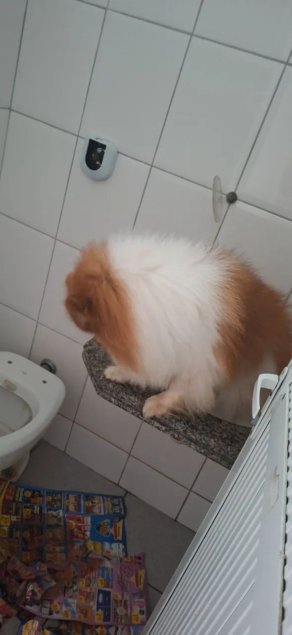 Cachorro - Foto 3