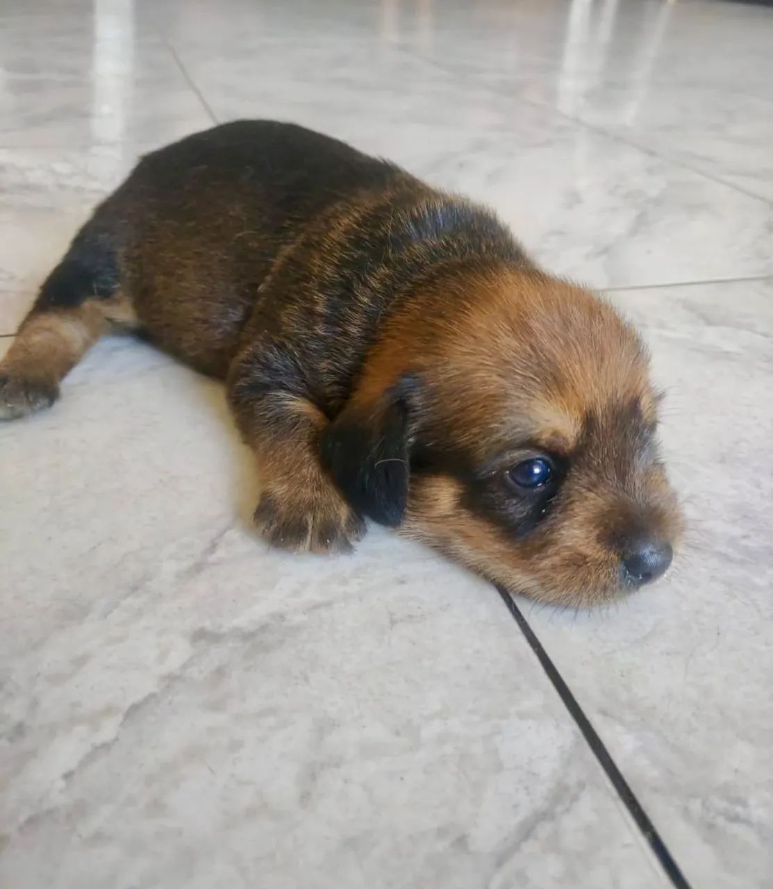 Cachorro Macho para adoção 