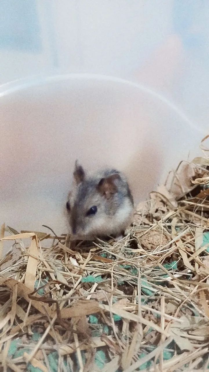 Hamster anao russo macho - Foto 2