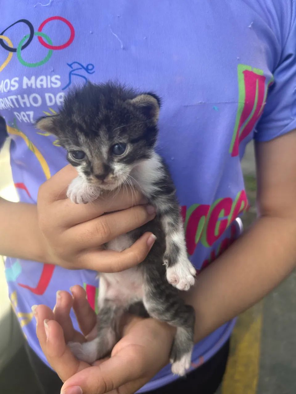 Doação de gatinhos  - Foto 2