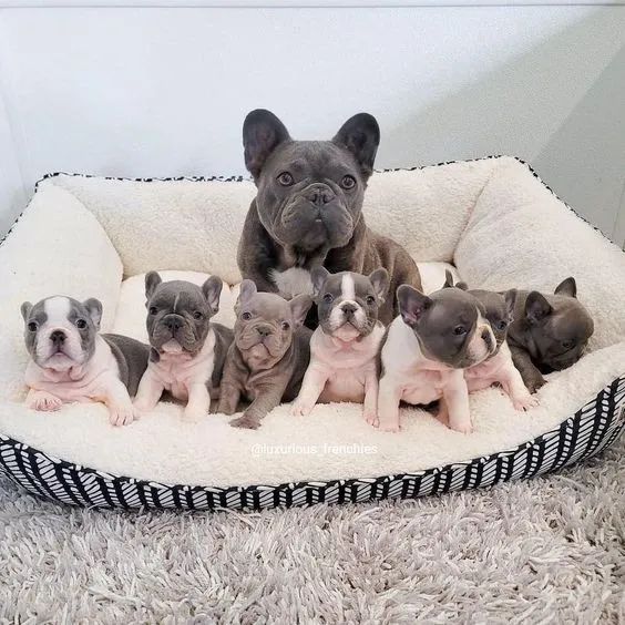 Bulldog Frances 