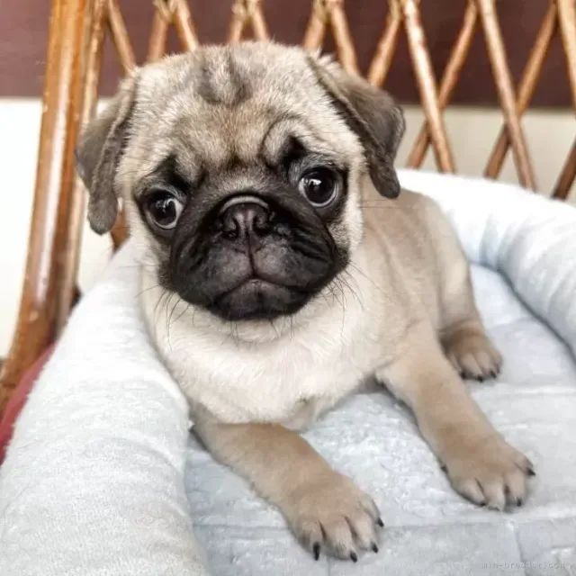 Bebezinho pug brincalhão e saudável com saúde em dia