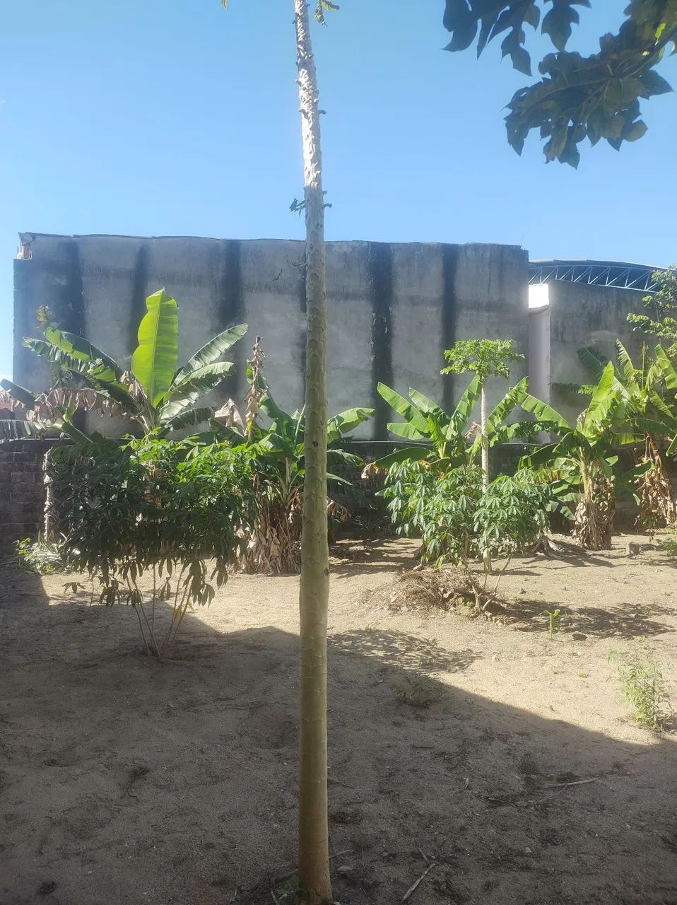 Lote grande antigo  - Foto 3