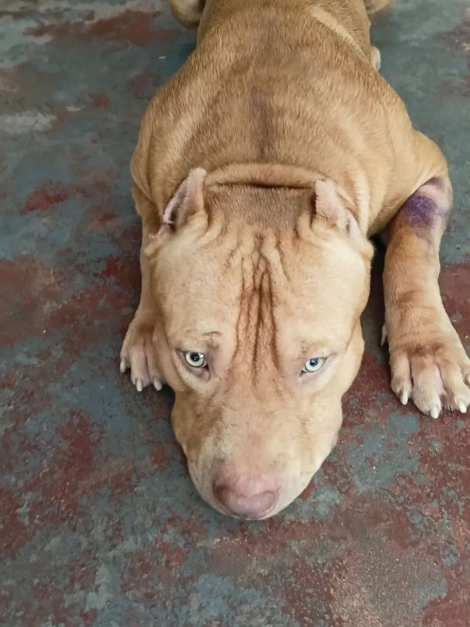 Vendo esse fitbul monstro manso  - Foto 4