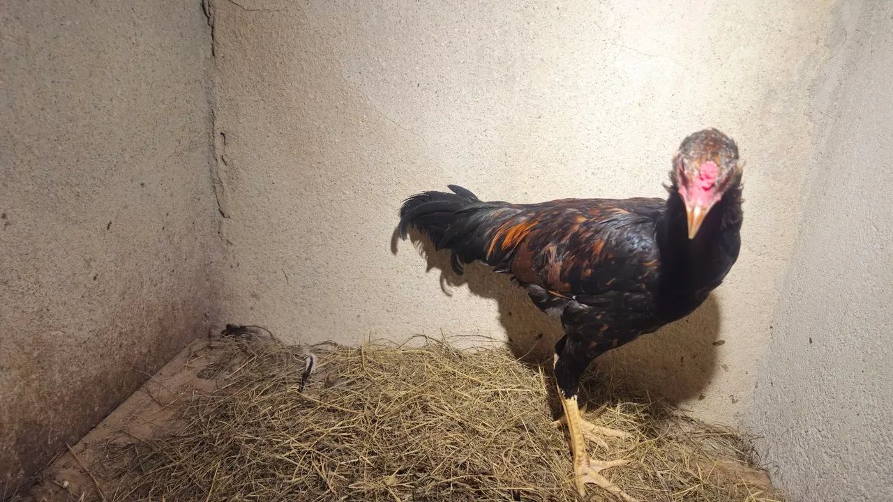 Frango  - Foto 4
