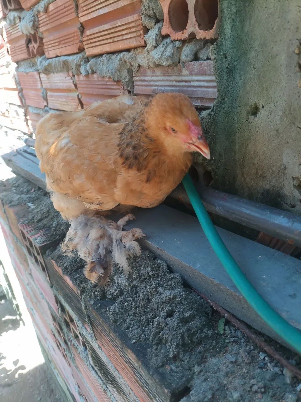 V/ este lindo casal de Brahma  - Foto 5