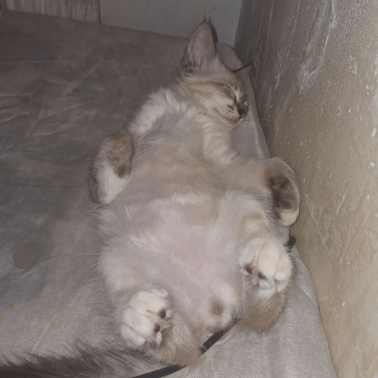 doando gatinho macho - Foto 2