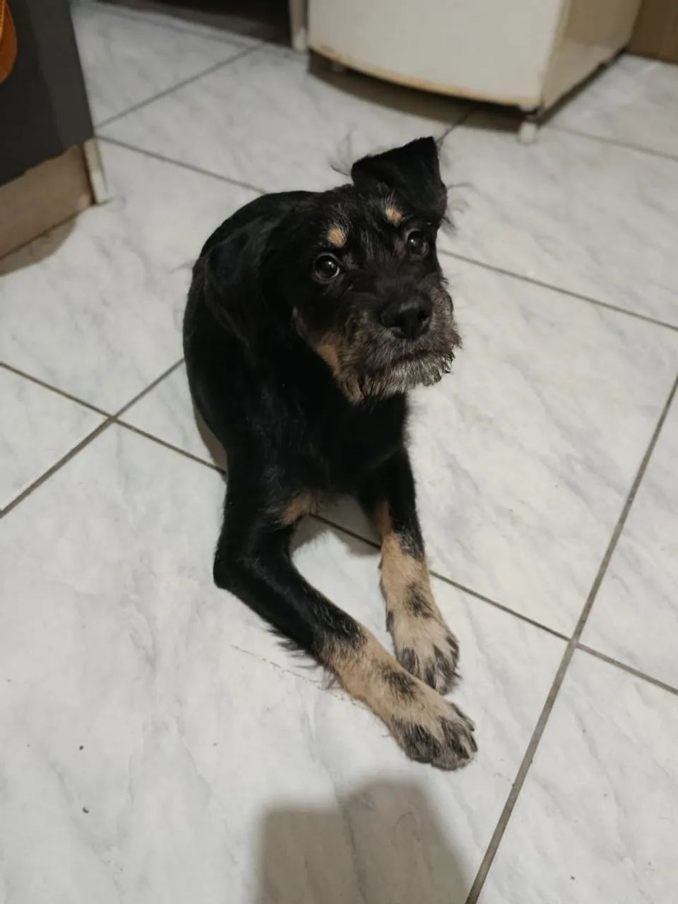 Cachorro 