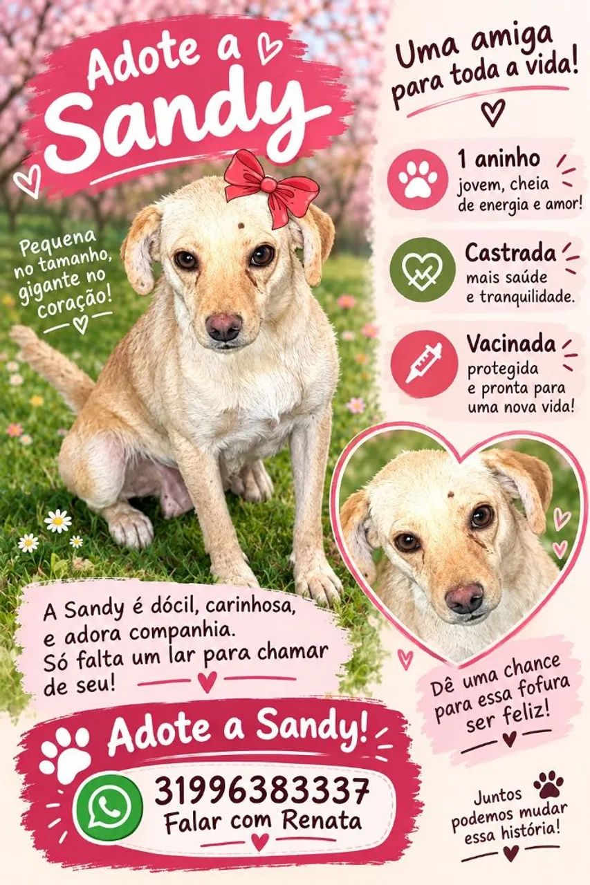 Doação de labradora 