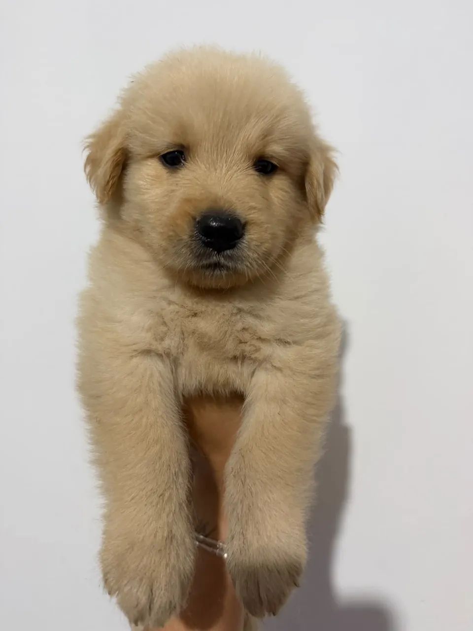 Filhote de Golden Retriever  - Foto 4