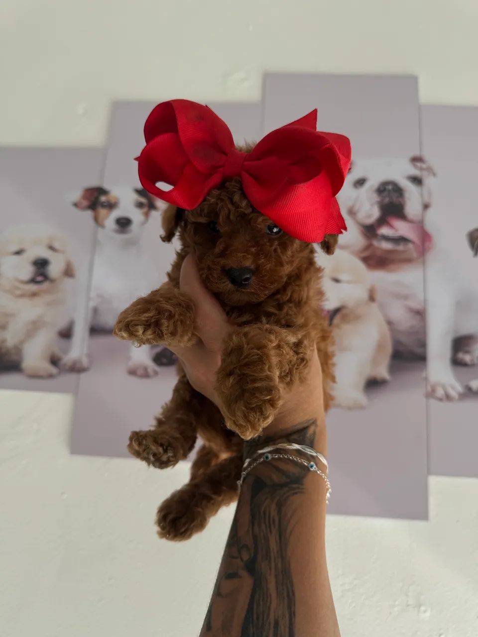 Poodle Toy corzinha red  - Foto 4