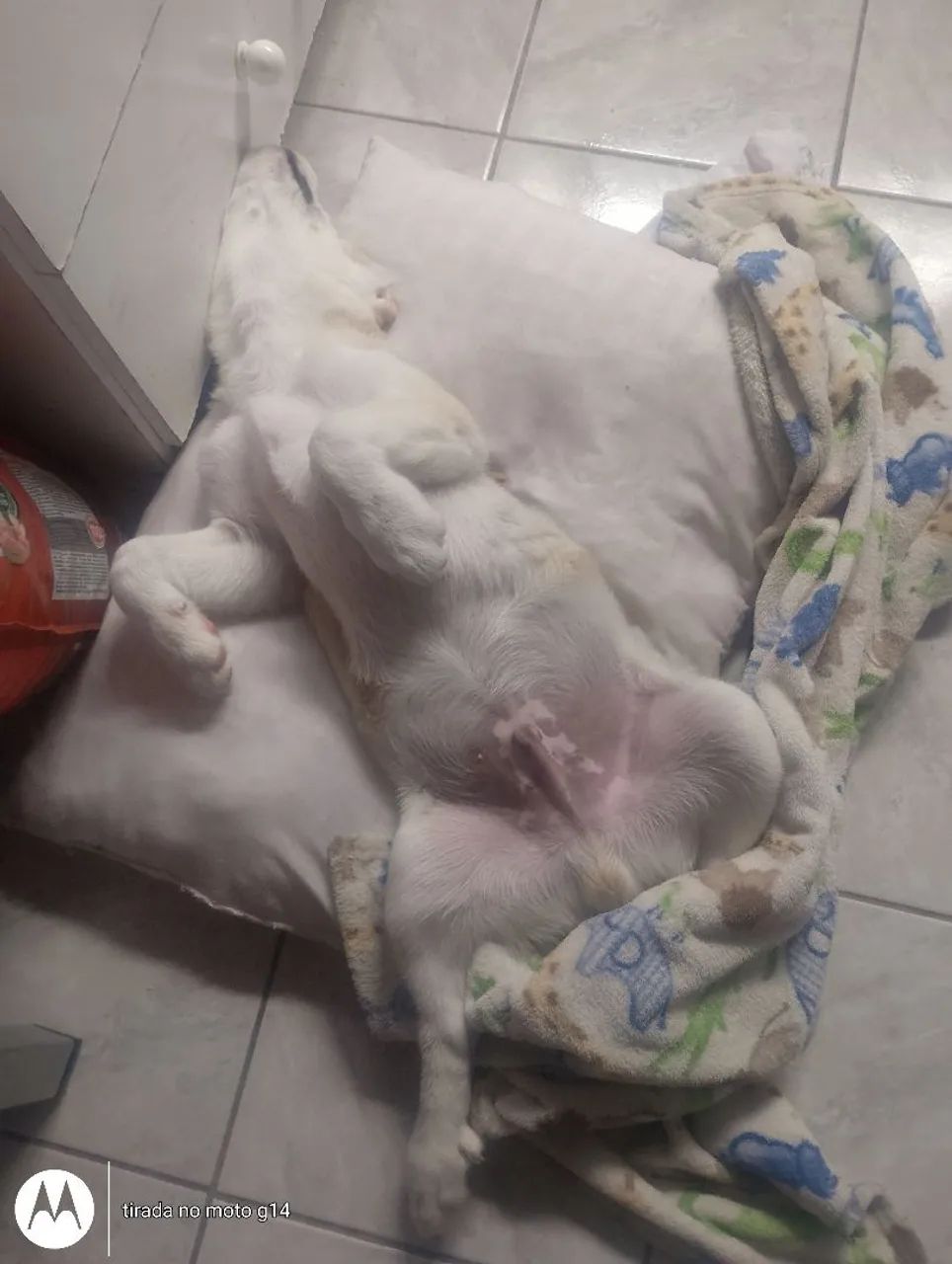 Cachorro  - Foto 3