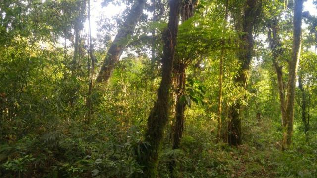 Chácara à venda em Borda do campo, São josé dos pinhais cod:69291 - Foto 5