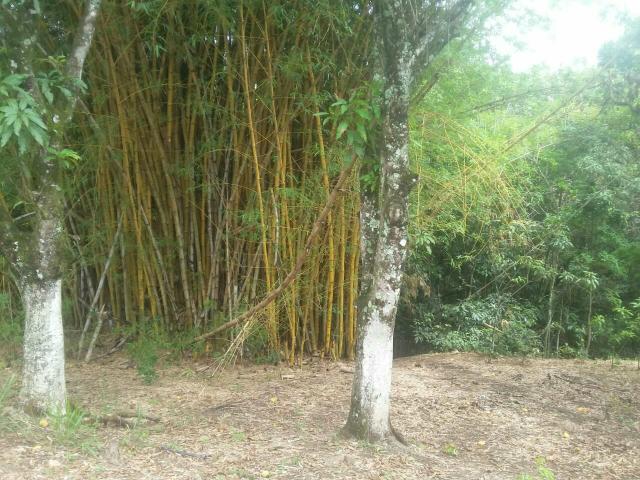 VENDO linda chácara em Brazlandia DF no Pulador - Foto 4