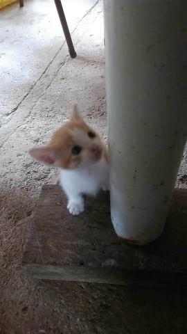 Doação de Gatinhos
