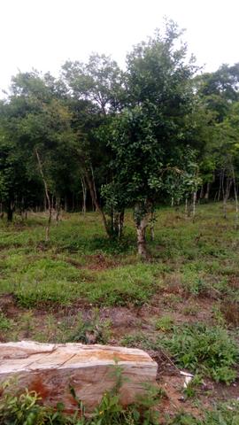 Chacara - Foto 2