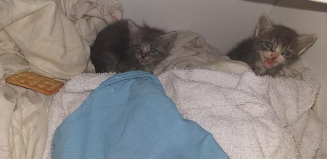 Doa se um casal de filhotes de gato