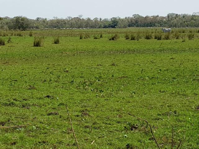 Fazenda 10000 hectares - Corumbá-MS - F120119 - Foto 16