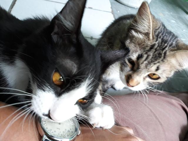 Lindas gatinhas para adoção conjunta - Foto 2