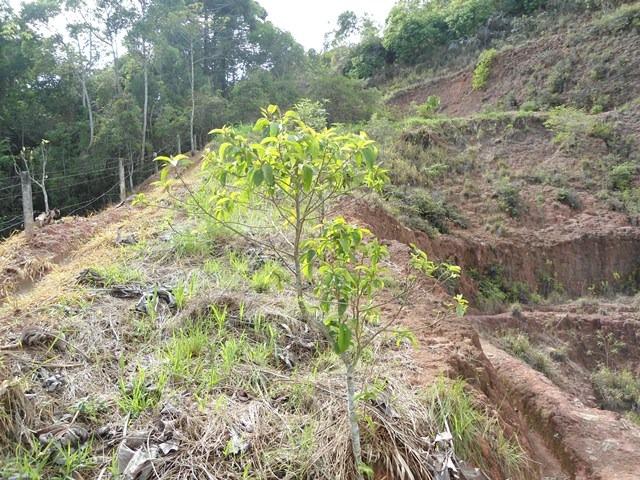 220 - Terreno na Prata - Teresópolis - R.J: - Foto 4